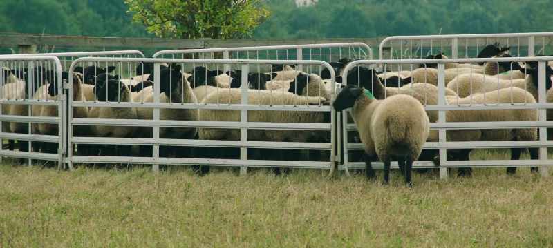 Starting the lambs on their journey