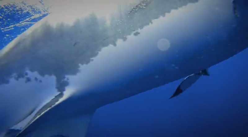 Startling an attacking shark may be near impossible