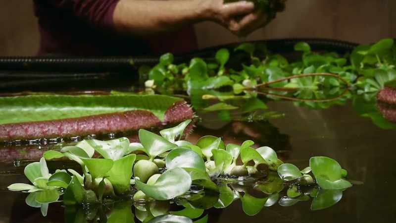 State of the art tools help keep the algae at bay