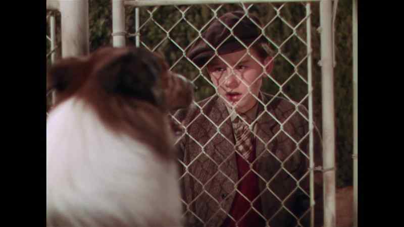 Stay here and bide happy, Lassie