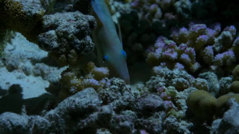 Stay motionless and the sharks may not detect you