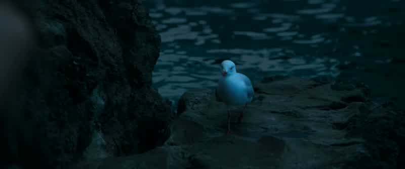 Stay. Good bird