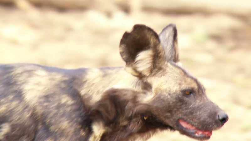 Still, Blacktip pushes her pack on in pursuit