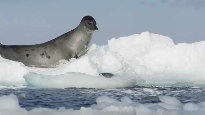 Still developing his insulating blubber