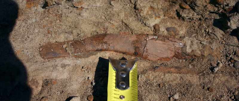 still in a dinosaur fossil that was supposed to