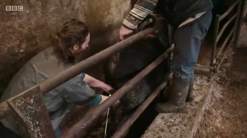 Stop it, calf