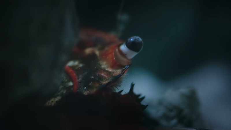 stranding creatures