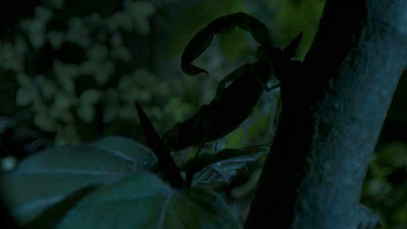 Strange things are stirring on the forest floor