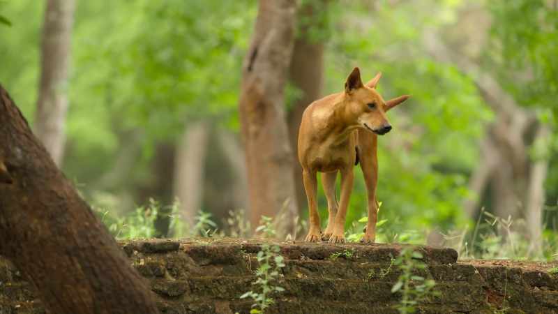 Stray dogs also live amongst the ruins
