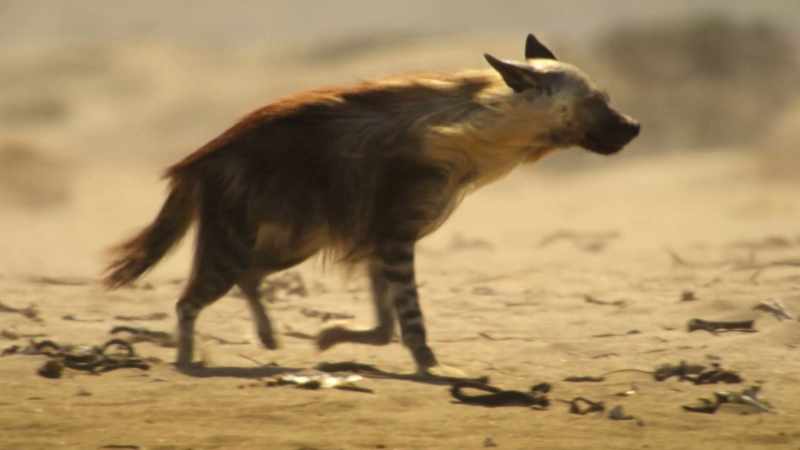 Stray pups like Tabo are exactly what this predator is looking for