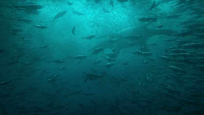 Streamlined bodies and four powerful flippers