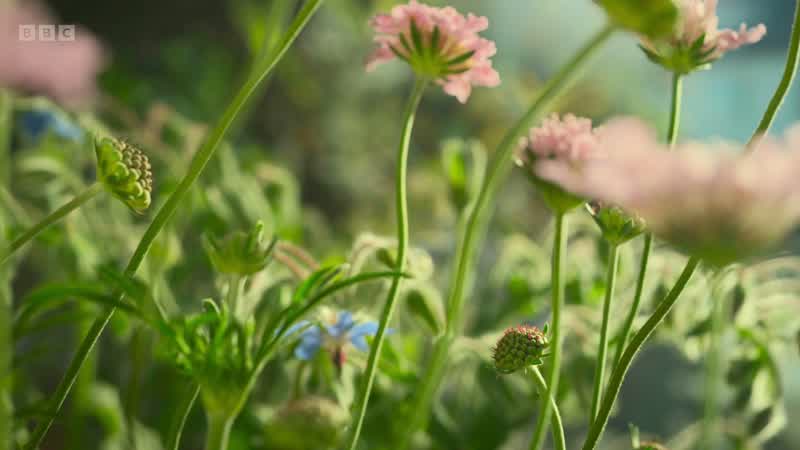 Studies suggest that bees may even prefer alcoholic nectar