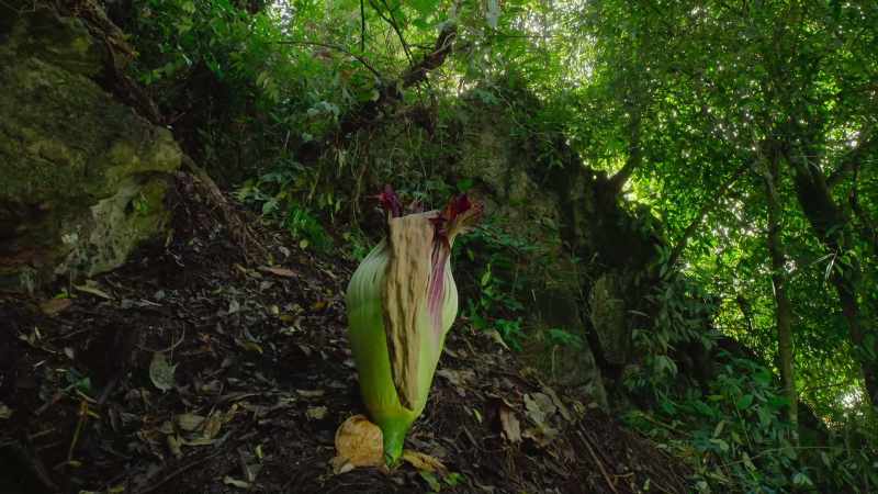 Successfully pollinated, another ten-year cycle is set in motion