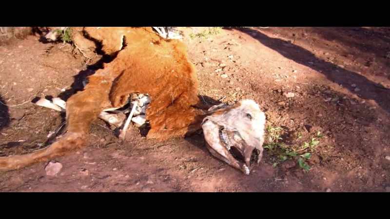 Such as cattle mutilations