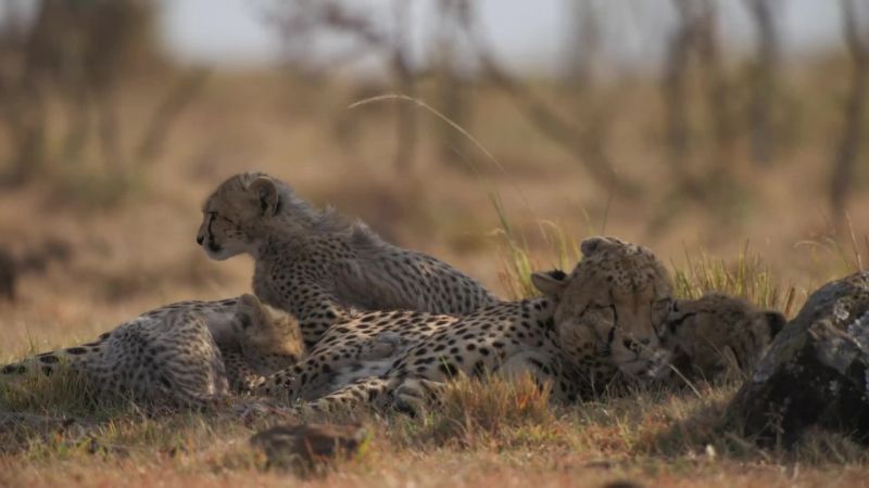 Suckling, affirms the bond between mother and cubs