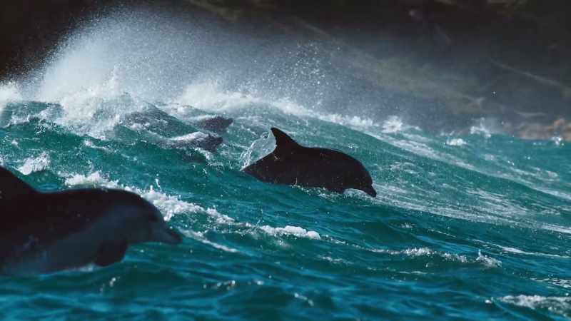 Supporting evidence that dolphins surf