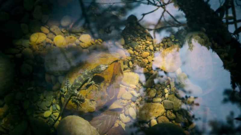 Surely, there's only so long that a lizard can stay underwater
