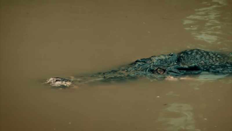 SURELY, THIS WOULD ALSO ELIMINATE THE CROCODILE
