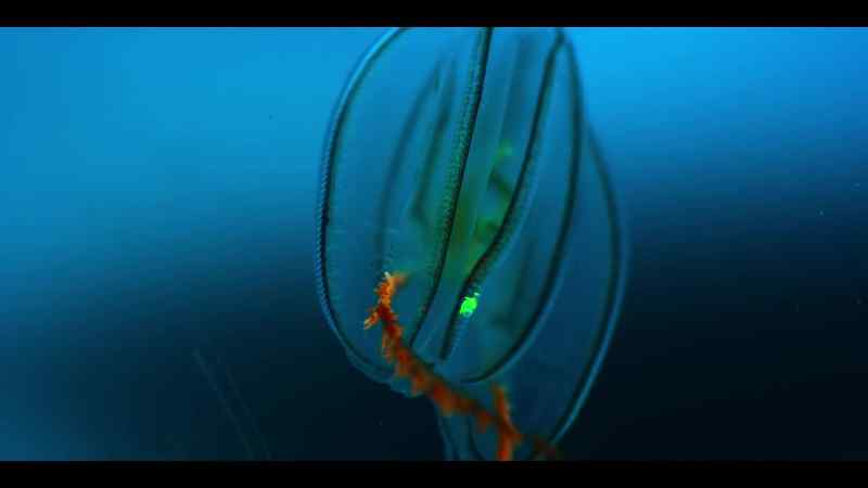 Surprisingly resilient to changing sea temperatures