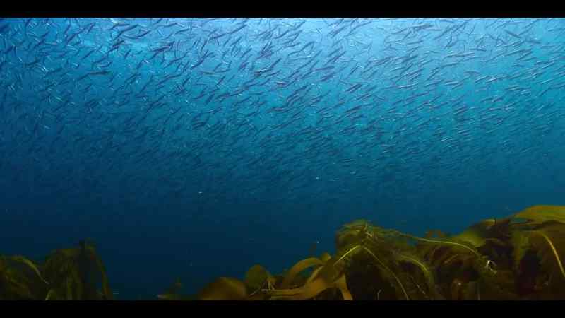 Surviving populations of cod