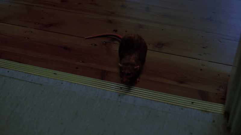 [suspenseful music] [mouse squeaking]