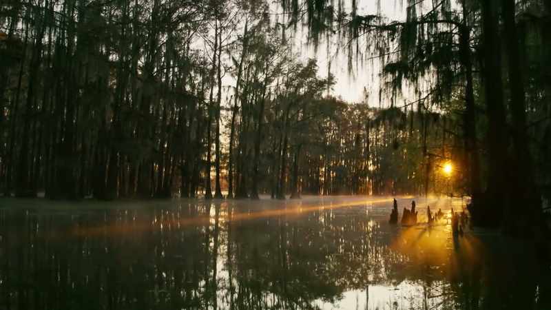 Swamps and bogs are also poor in nutrients