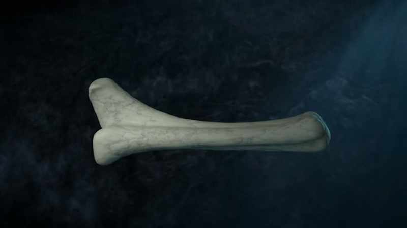 T. REX LIMB BONES WERE HOLLOW, LIKE MODERN DAY BIRDS