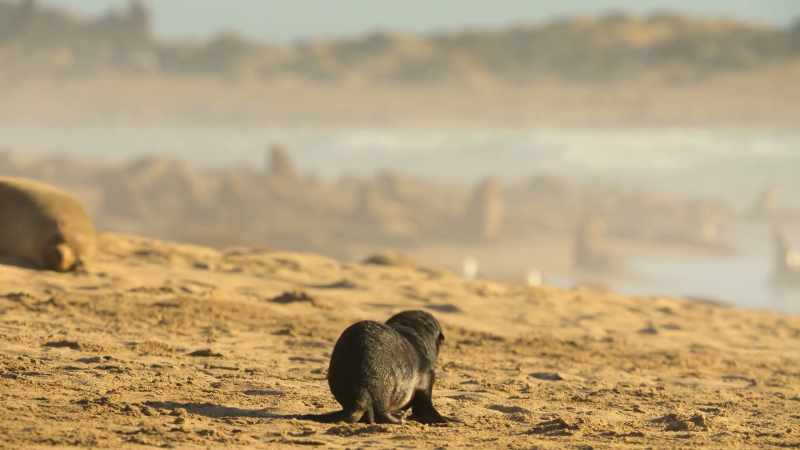 Tabo's only chance is to get back inside the colony