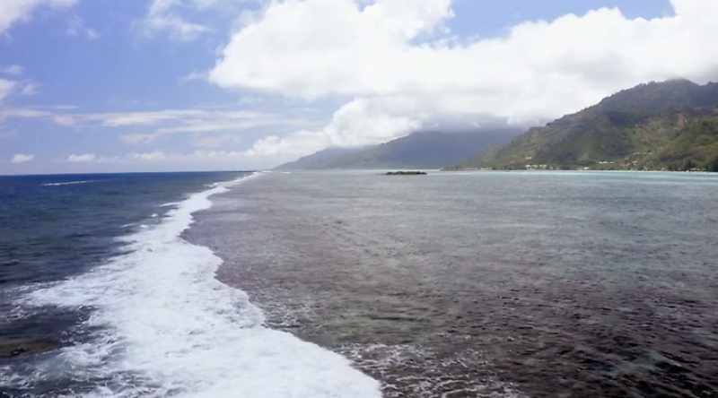 Tahiti is a shark sanctuary