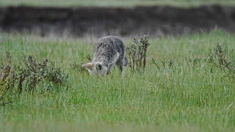 Take away one food source, and another pops up
