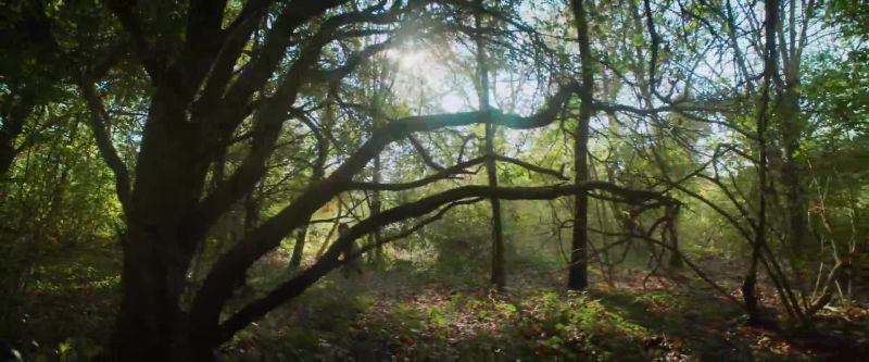 Take me into the woods, to a place you like