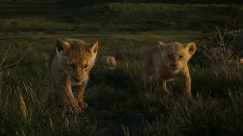 Zazu? Take Nala back to Pride Rock. Yes, sire. Don't be too hard on him, sire. I remember a cub, a c