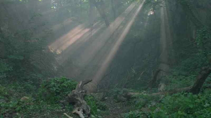 Talon: The tracks head up to the forest