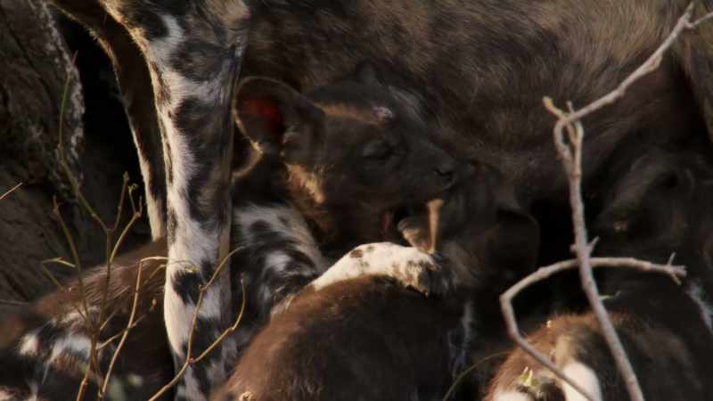 Tammy now leads a pack that is once again a force to be reckoned with
