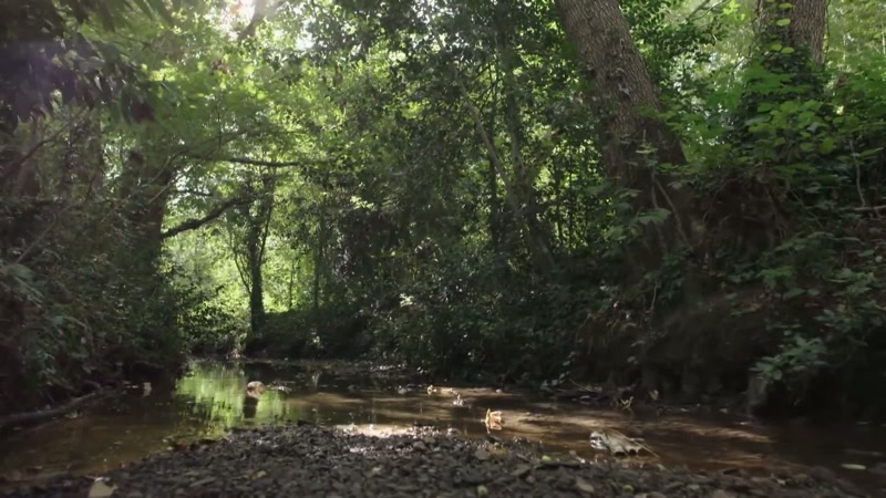 Tanner's Brook is a wooded area