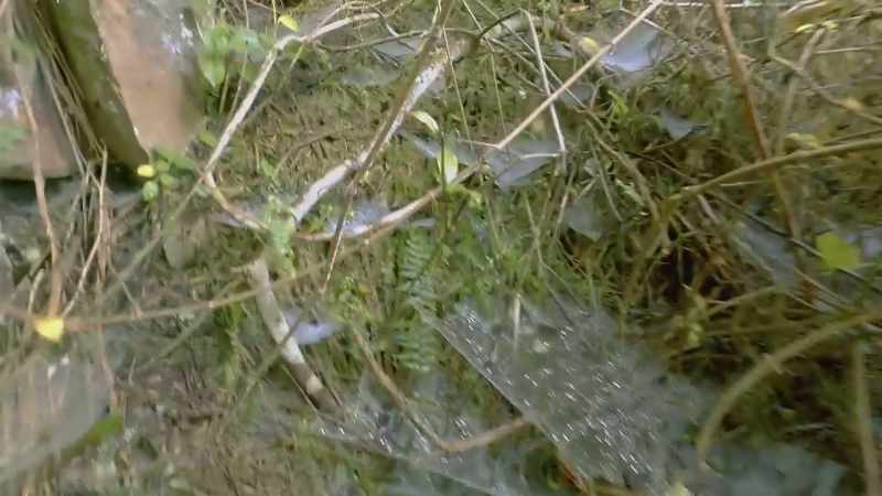 Tarantula city