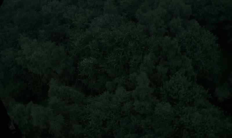 Target in woods