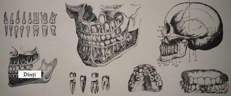 [Teeth]