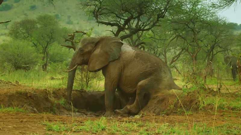Tembo has also had a triumph of his own