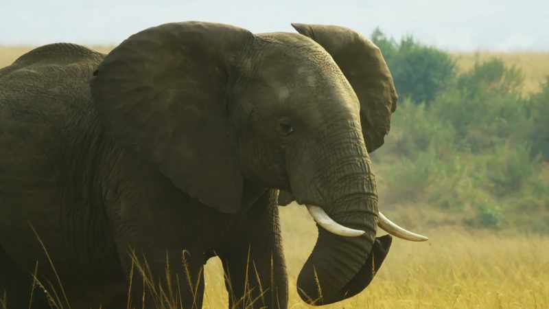 Tembo was forced from his family