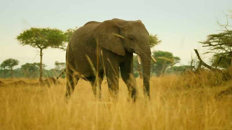 Tembo has reached adulthood