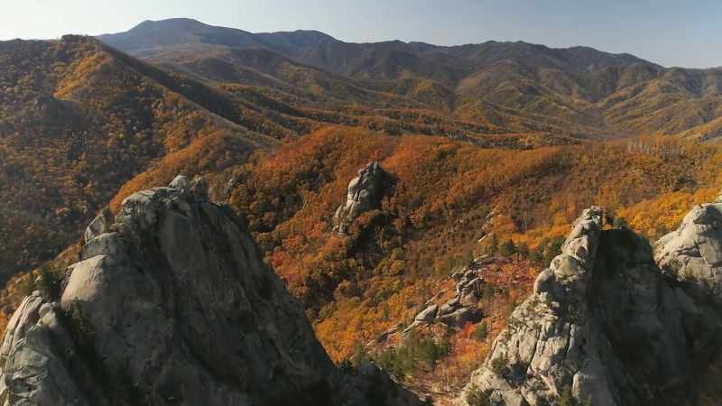 temperate woodlands from Russia to Canada