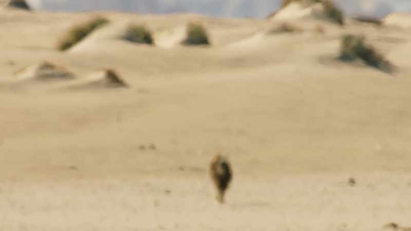 Temperatures reach a blistering 50 degrees Celsius