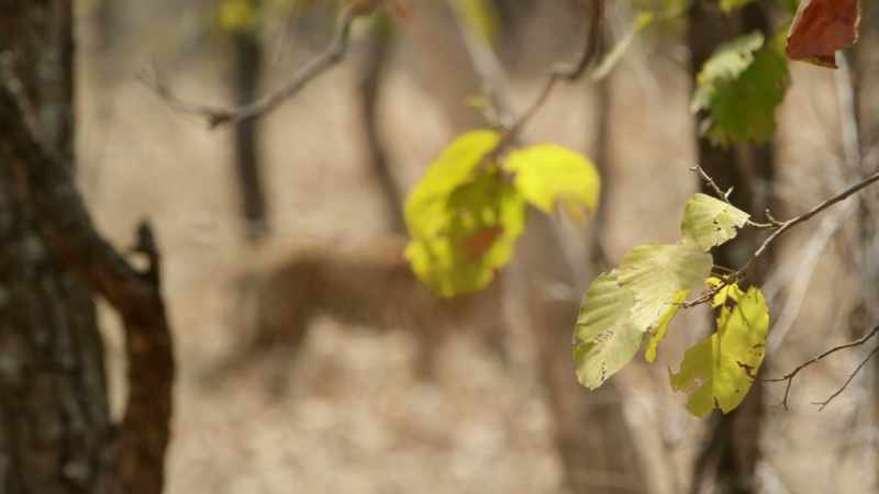 Temperatures soar to over 45 degrees