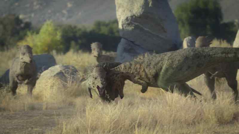 Ten-inch-thick skulls enable them to survive powerful, head-on collisions