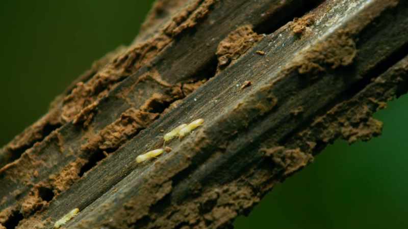 Termites - an important source of protein