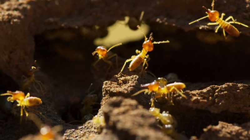 Termites are highly nutritious and full of moisture