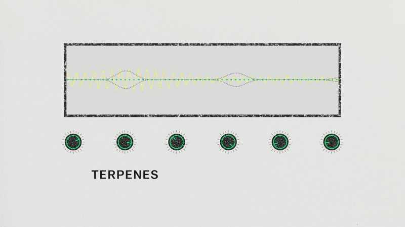 Terpenes are basically aroma molecules