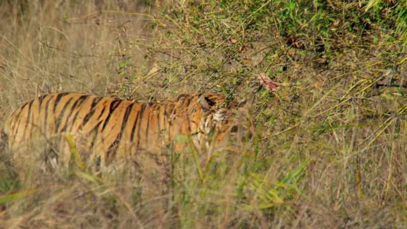 Territory marking in the midday heat is hard work
