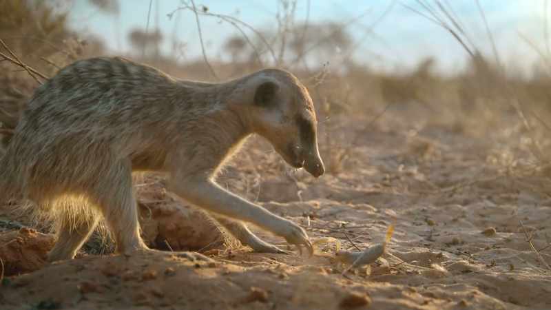 Thankfully meerkats are experts